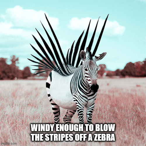 rare zebras - Windy Enough To Blow The Stripes Off A Zebra ingtip.com
