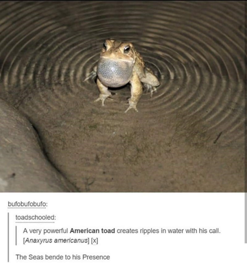ripple frog - bufobufobufo toadschooled A very powerful American toad creates ripples in water with his call. Anaxyrus americanus x The Seas bende to his presence