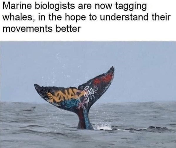 marine biologist tagging whales meme - Marine biologists are now tagging whales, in the hope to understand their movements better
