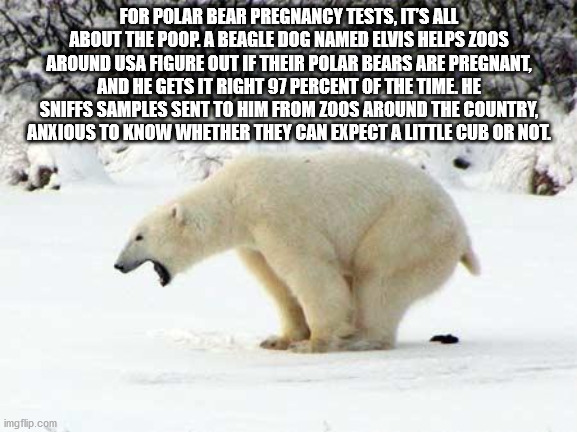 fun fact polar bears - For Polar Bear Pregnancy Tests, It'S All About The Poop. A Beagle Dog Named Elvis Helps Zoos Around Usa Figure Out If Their Polar Bears Are Pregnant, And He Gets It Right 97 Percent Of The Time. He Sniffs Samples Sent To Him From Zo