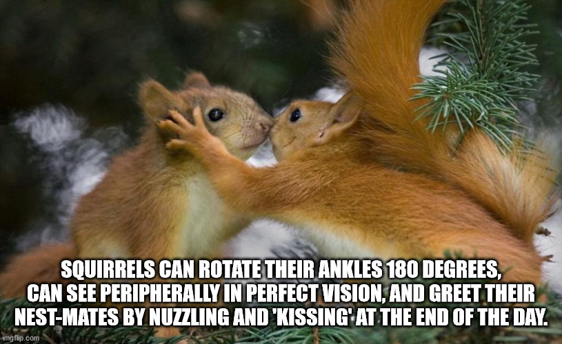 romance animals love - Squirrels Can Rotate Their Ankles 180 Degrees, Can See Peripherally In Perfect Vision, And Greet Their NestMates By Nuzzling And 'Kissing At The End Of The Day. imgflip.com