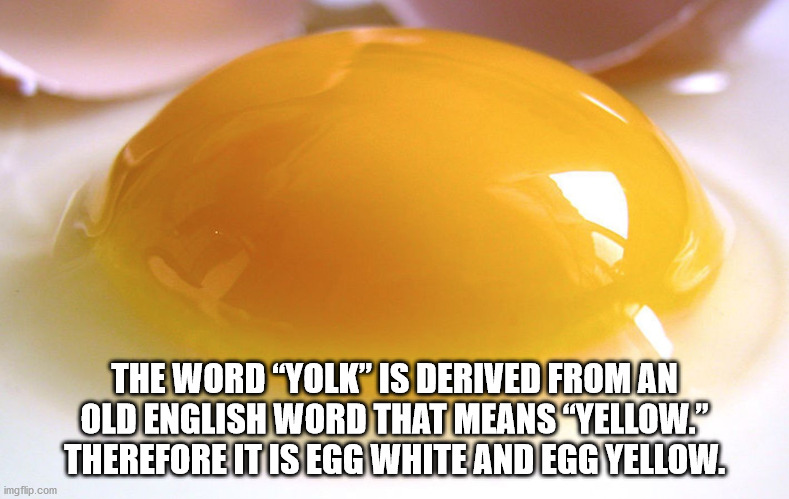 lobster guy - The Word 'Yolk" Is Derived From An Old English Word That Means Yellow." Therefore It Is Egg White And Egg Yellow. imgflip.com