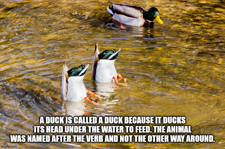 good girl gina meme - A Duck Is Called A Duck Because It Ducks Its Head Under The Water To Feed. The Animal Was Named After The Verr And Not The Other Way Around. imgflip.com