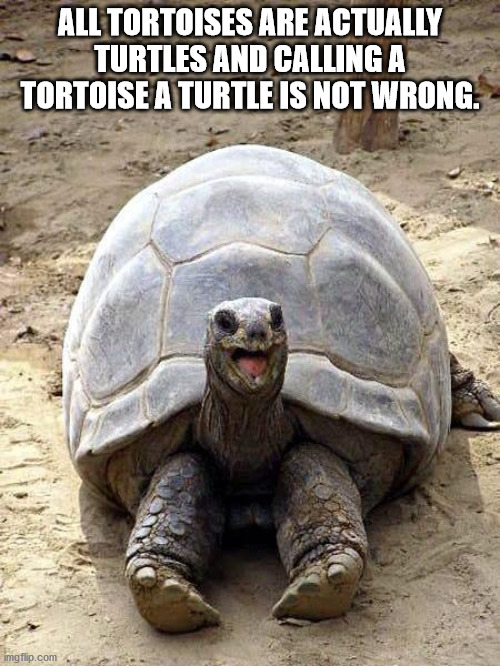 funny tortoise - All Tortoises Are Actually Turtles And Calling A Tortoise A Turtle Is Not Wrong. imgflip.com