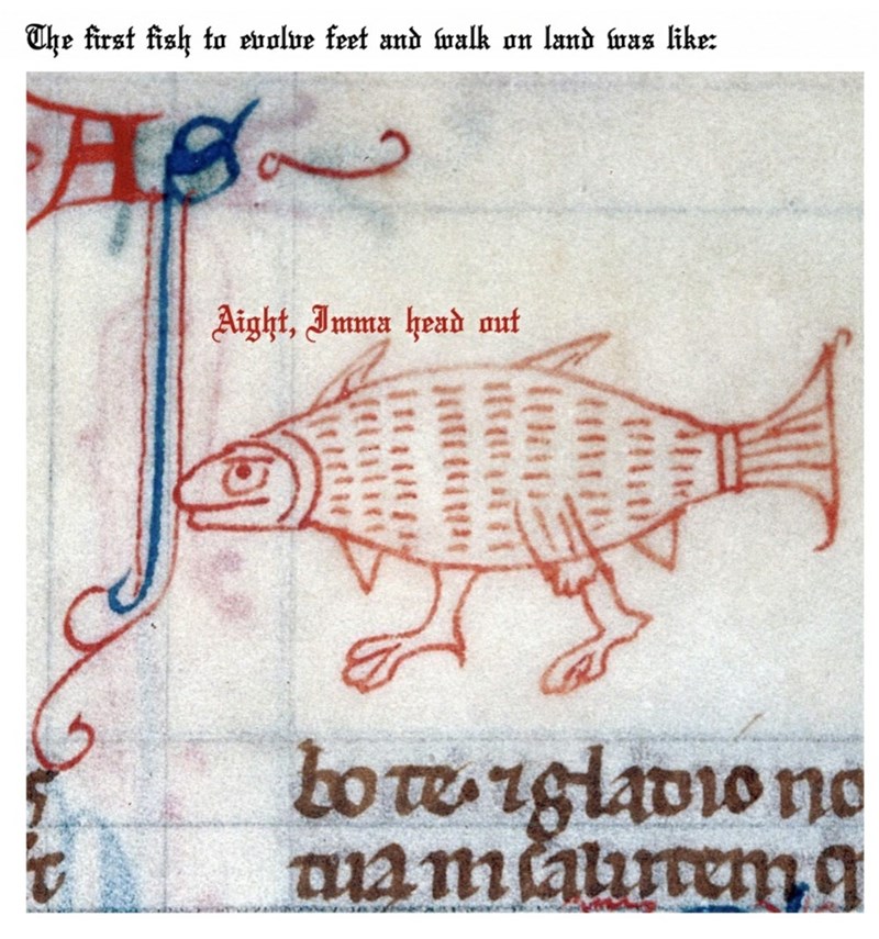 fish with legs medieval - The first fish to evolve feet and walk on land was Aight, Imma head out botergladiono mam lalutemg