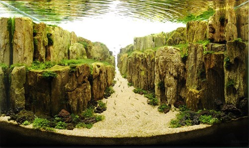 aquarium landscape