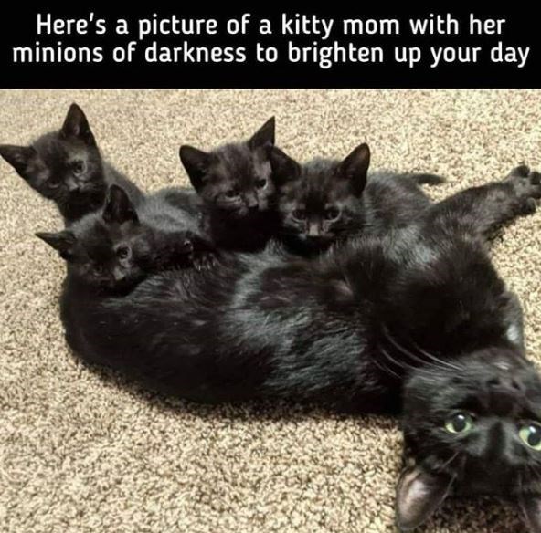 black kittens - Here's a picture of a kitty mom with her minions of darkness to brighten up your day