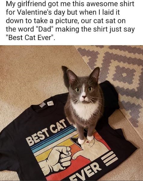 Cat - My girlfriend got me this awesome shirt for Valentine's day but when I laid it down to take a picture, our cat sat on the word "Dad" making the shirt just say "Best Cat Ever". Best Cat I Fver E