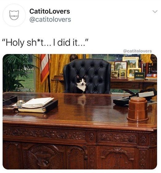 white house presidents desk - CatitoLovers "Holy sht... I did it..."