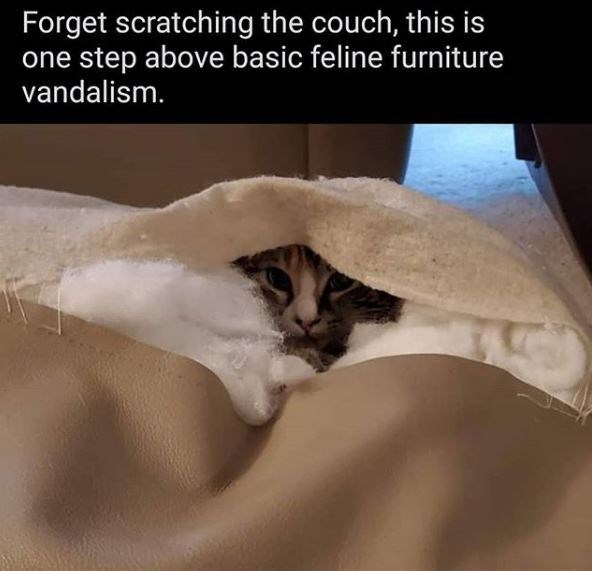 photo caption - Forget scratching the couch, this is one step above basic feline furniture vandalism.