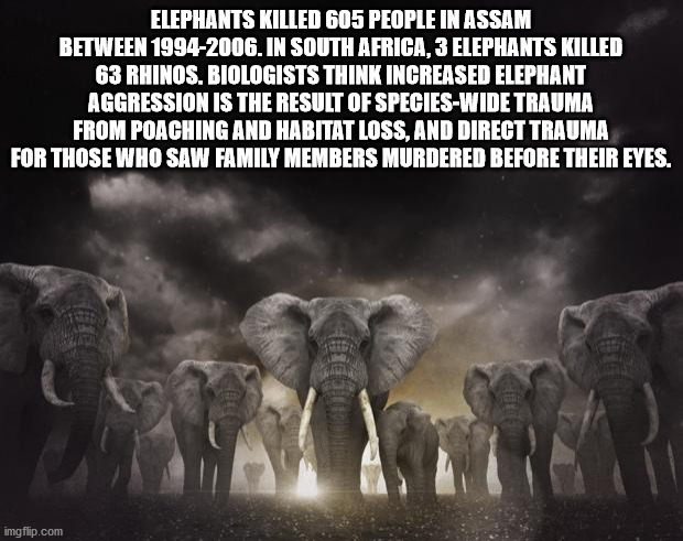 96 elephants - Elephants Killed 605 People In Assam Between 19942006. In South Africa, 3 Elephants Killed 63 Rhinos. Biologists Think Increased Elephant Aggression Is The Result Of SpeciesWide Trauma From Poaching And Habitat Loss, And Direct Trauma For T