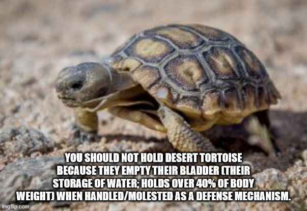 desert tortoise baby - You Should Not Hold Desert Tortoise Because They Empty Their Bladder Their Storage Of Water Holds Over 40% Of Body Weight When HandledMolested As A Defense Mechanism. imgflip.com