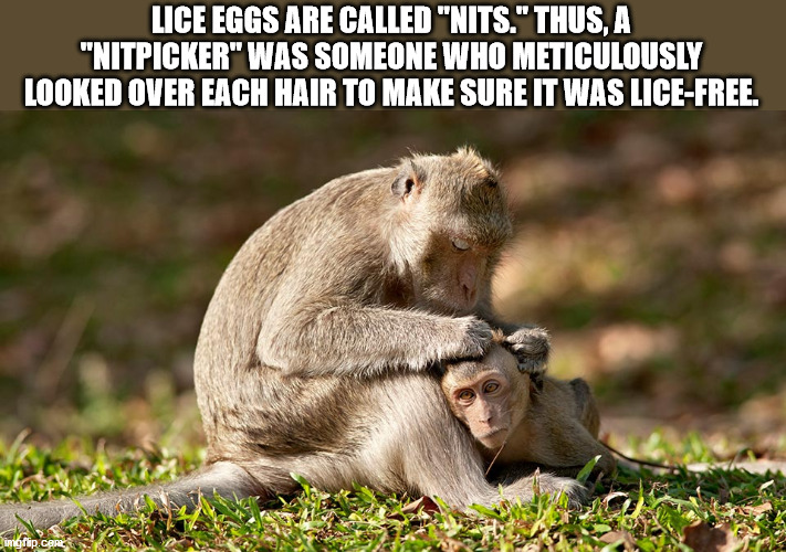 monkeys looking for lice - Lice Eggs Are Called "Nits." Thus, A "Nitpicker" Was Someone Who Meticulously Looked Over Each Hair To Make Sure It Was LiceFree.