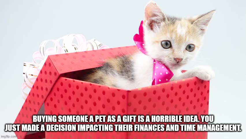 whiskers - Buying Someone A Pet As A Gift Is A Horrible Idea. You Just Made A Decision Impacting Their Finances And Time Management. imgflip.com