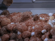 trouble with tribbles