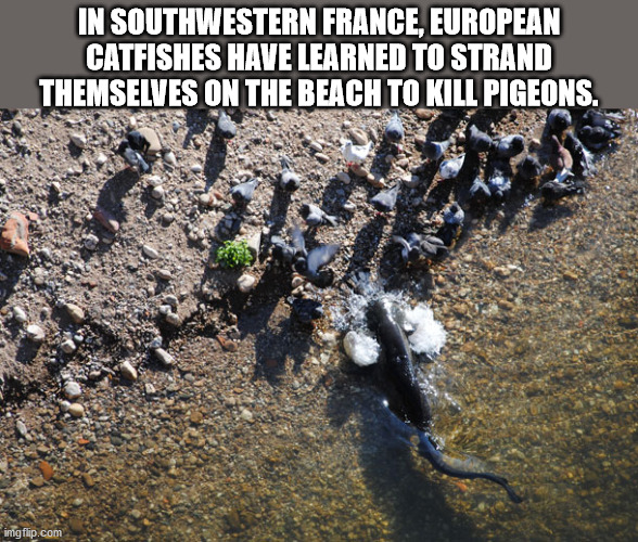 In Southwestern France, European Catfishes Have Learned To Strand Themselves On The Beach To Kill Pigeons. imgflip.com