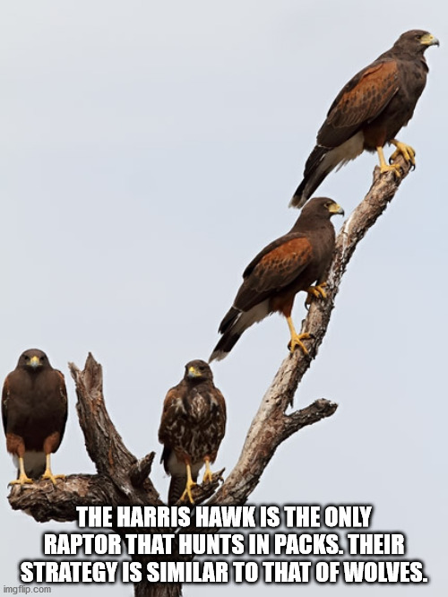 harris hawk group - The Harris Hawk Is The Only Raptor That Hunts In Packs. Their Strategy Is Similar To That Of Wolves. imgflip.com