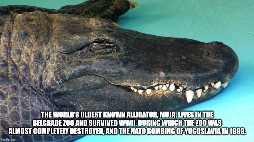 The World'S Oldest Known Alligator, Muja.Lives In The 2 Belgrade Zoo And Survived Wwii. During Which The Zoo Was Almost Completely Destroyed, And The Nato Bombing Of Yugoslavia In 1999. imgflip.com