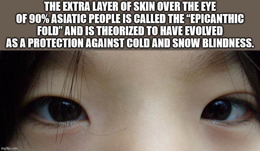 keanu reeves conspiracy - The Extra Layer Of Skin Over The Eye Of 90% Asiatic People Is Called The Epicanthic Fold" And Is Theorized To Have Evolved As A Protection Against Cold And Snow Blindness. imgflip.com
