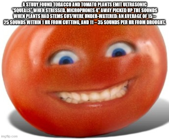 tomato smile - A Study Found Tobacco And Tomato Plants Emit Ultrasonic "Soueals" When Stressed, Microphones 4" Away Picked Up The Sounds When Plants Had Stems CutWere UnderWatered An Average Of 15 25 Sounds Within 1 Hr From Cutting And 1135 Sounds Per Hr 