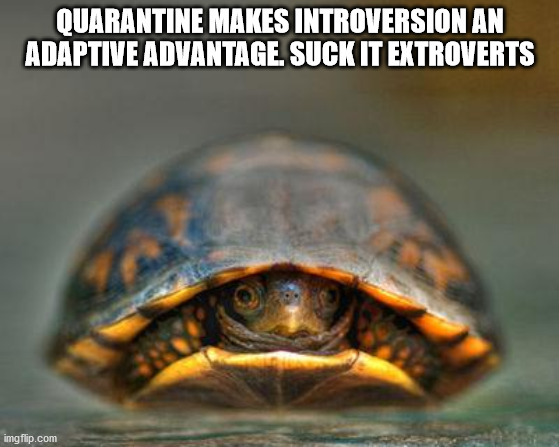 animals that are shy - Quarantine Makes Introversion An Adaptive Advantage Suck It Extroverts imgflip.com