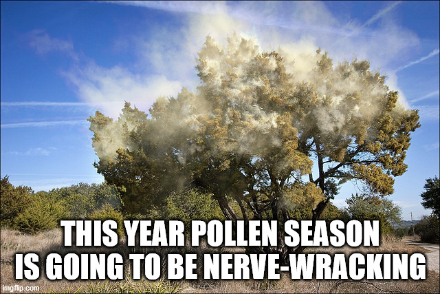 mountain cedar pollen - This Year Pollen Season | Is Going To Be NerveWracking imgflip.com