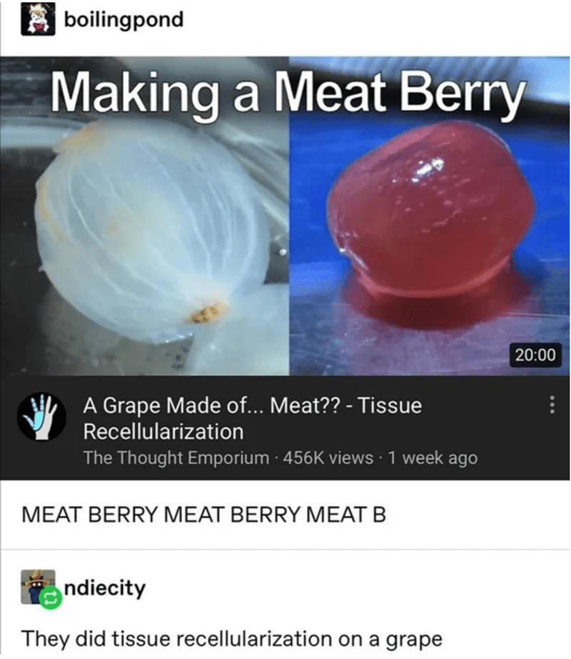 meat berry - boilingpond Making a Meat Berry A Grape Made of... Meat?? Tissue Recellularization The Thought Emporium views 1 week ago Meat Berry Meat Berry Meat B indiecity They did tissue recellularization on a grape