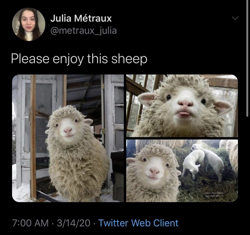 photo caption - Julia Mtraux Please enjoy this sheep Joho Chichean copyright 2015 31420 Twitter Web Client