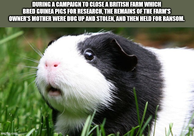 guinea pigs - During A Campaign To Close A British Farm Which Bred Guinea Pigs For Research, The Remains Of The Farm'S Owner'S Mother Were Dug Up And Stolen, And Then Held For Ransom. imgflip.com