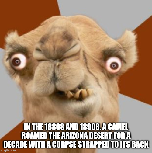 dumb camels - In The 1880S And 1890S, A Camel Roamed The Arizona Desert For A Decade With A Corpse Strapped To Its Back imgflip.com