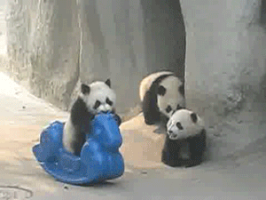 funny animal gif panda
