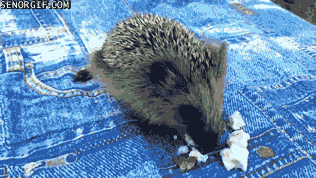 domesticated hedgehog - Senorgif.Com