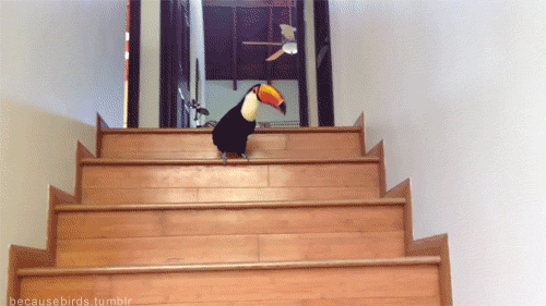 toucan gif - because birds tumblr