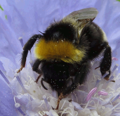 bumble bees gif