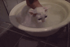 cat bath gif