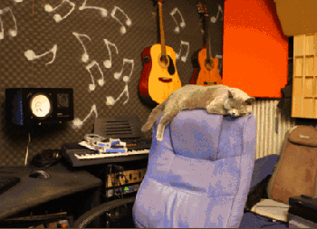 cat in swivel chairs gif