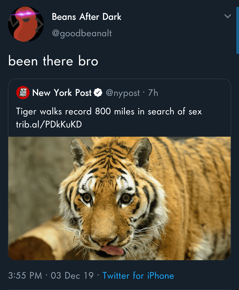tiger walks record 800 miles - Beans After Dark been there bro they in New York Post 7h Tiger walks record 800 miles in search of sex trib.alPDkKuKD 03 Dec 19 Twitter for iPhone
