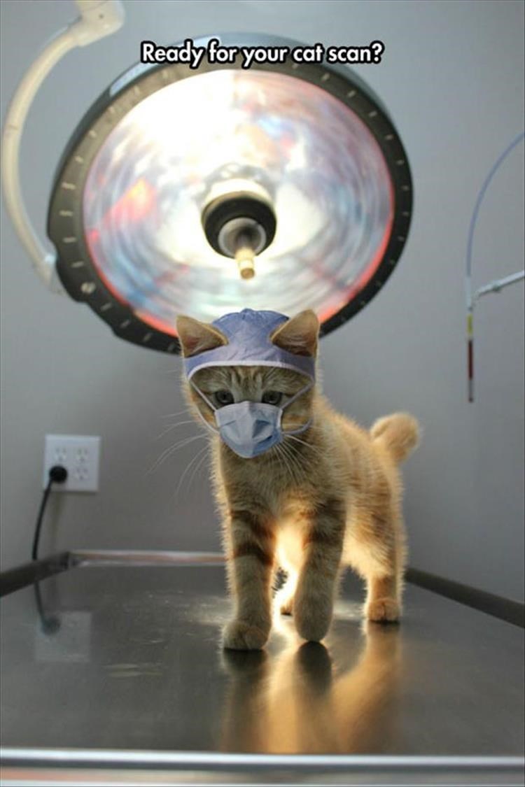 ready for your cat scan - Ready for your cat scan?