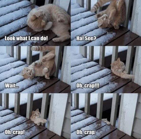 cat falling off deck meme - Look what I can do! Ha! See? Wail On crap!!! Oh,crap! Oh,crap.