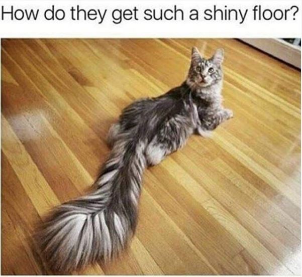 cats with the longest tails - How do they get such a shiny floor?