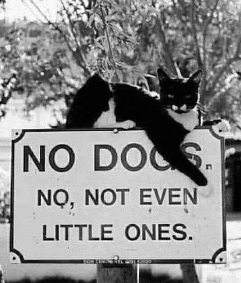 no dogs not even little ones - No Dog No, Not Even Little Ones. Te