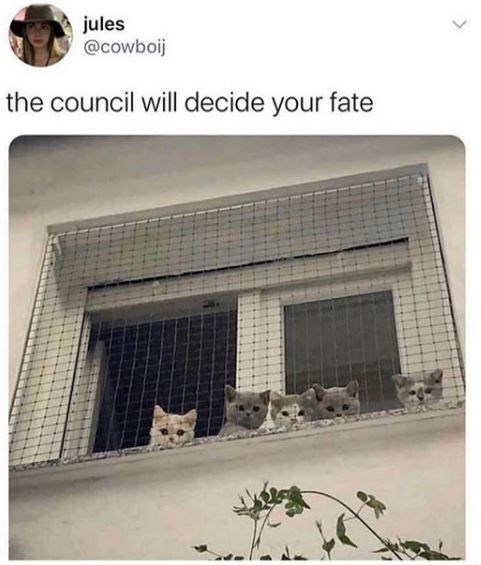 Cat - jules the council will decide your fate