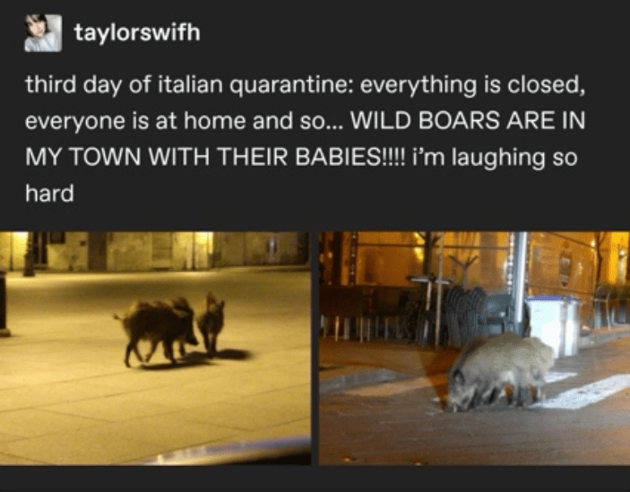 pet - taylorswifh third day of italian quarantine everything is closed, everyone is at home and so... Wild Boars Are In My Town With Their Babies!!!! i'm laughing so hard Nin