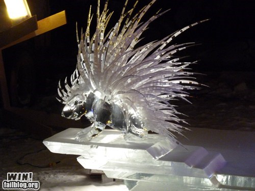 ice porcupine - Win! failblog.org
