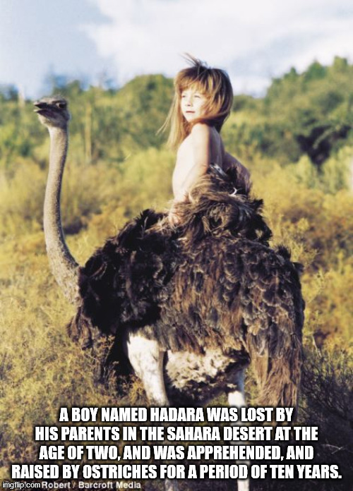 tippi degré - A Boy Named Hadara Was Lost By His Parents In The Sahara Desert At The Age Of Two, And Was Apprehended, And Raised By Ostriches For A Period Of Ten Years. imgflip.com Robert Barcroft Media