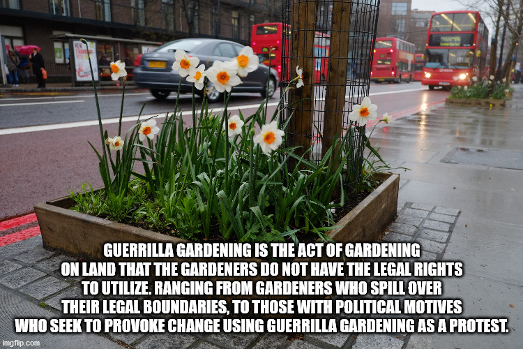 guerrilla gardening - Guerrilla Gardening Is The Act Of Gardening On Land That The Gardeners Do Not Have The Legal Rights To Utilize. Ranging From Gardeners Who Spill Over Their Legal Boundaries, To Those With Political Motives Who Seek To Provoke Change 