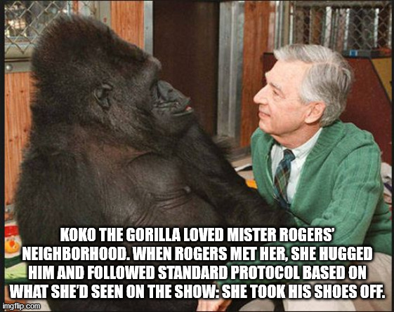 mr rogers gorilla - Koko The Gorilla Loved Mister Rogers' Neighborhood. When Rogers Met Her. She Hugged Shim And ed Standard Protocol Based On What She'D Seen On The ShowShe Took His Shoes Off. imgflip.com