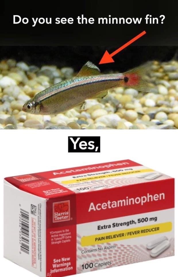 white cloud mountain minnow - Do you see the minnow fin? Yes, Acetaminophen vete Come Extra Strength, 500 mg Pain RelieverFever Reducer Contains No Aspirin See New Warnings 100 Caplets dnformation