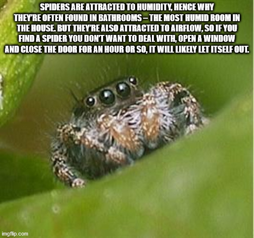 misunderstood spider - Spiders Are Attracted To Humidity, Hence Why They'Re Often Found In RathroomsThe Most Humid Room In The House But They'Re Also Attracted To Airflow, So If You Find A Spider You Dont Want To Deal With, Open A Window And Close The Doo