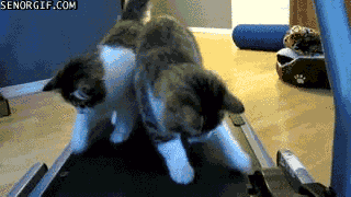 kitten on treadmill gif - Senorgif.Com